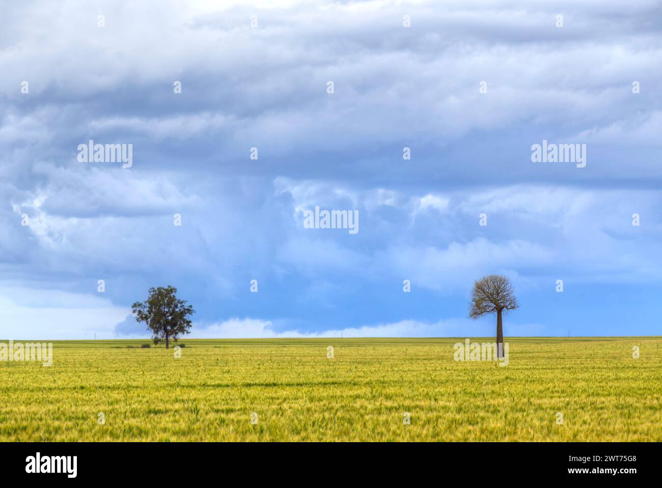 Lone Queensland Bottle Tree in un campo di grano vicino a Wallumbilla Queensland Australia Foto Stock