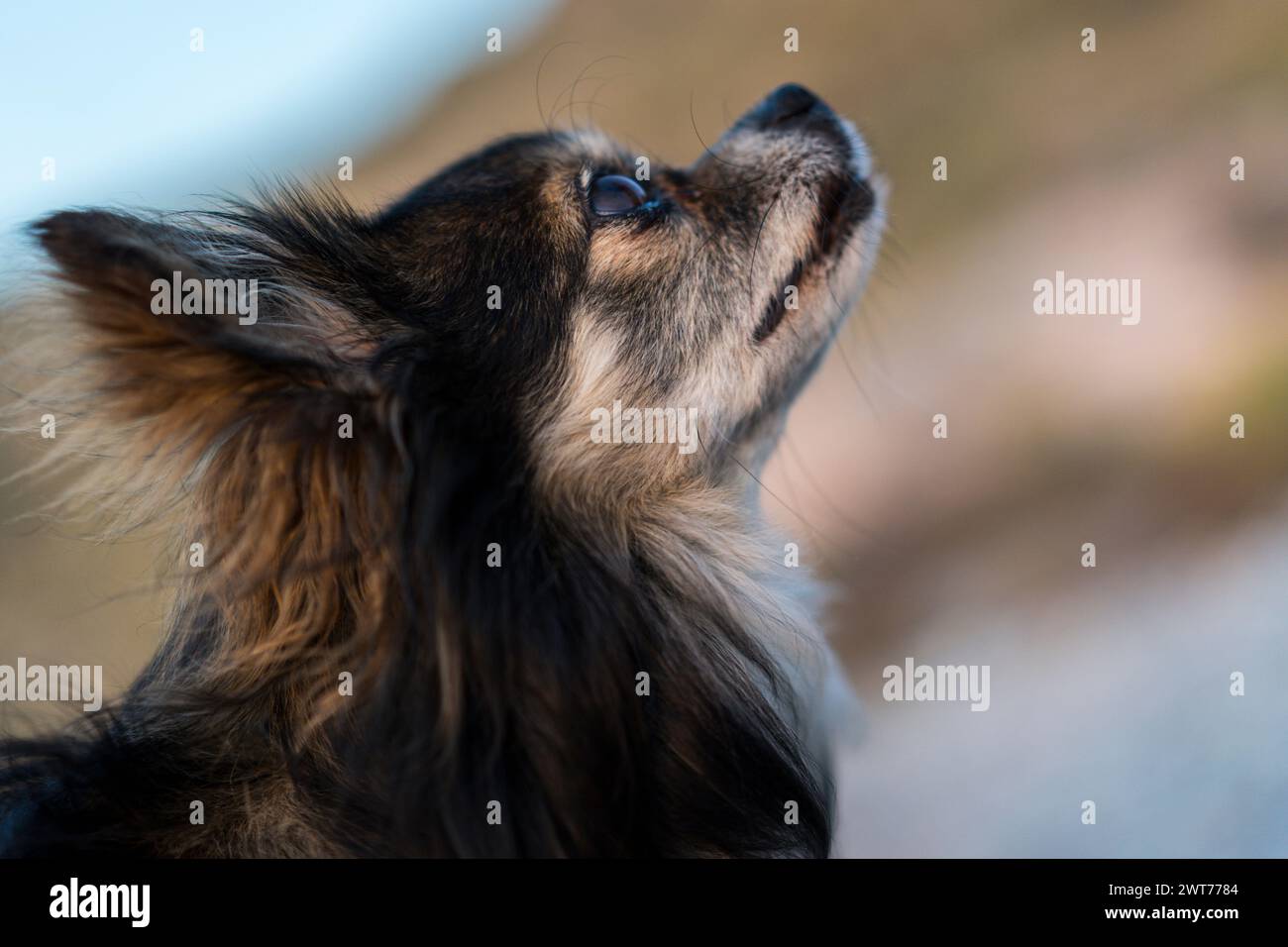 Piccolo cane chihuahua in profilo e guardando in alto. Dettaglio della testa, profondità di campo ridotta, sfondo fuori fuoco. Foto Stock