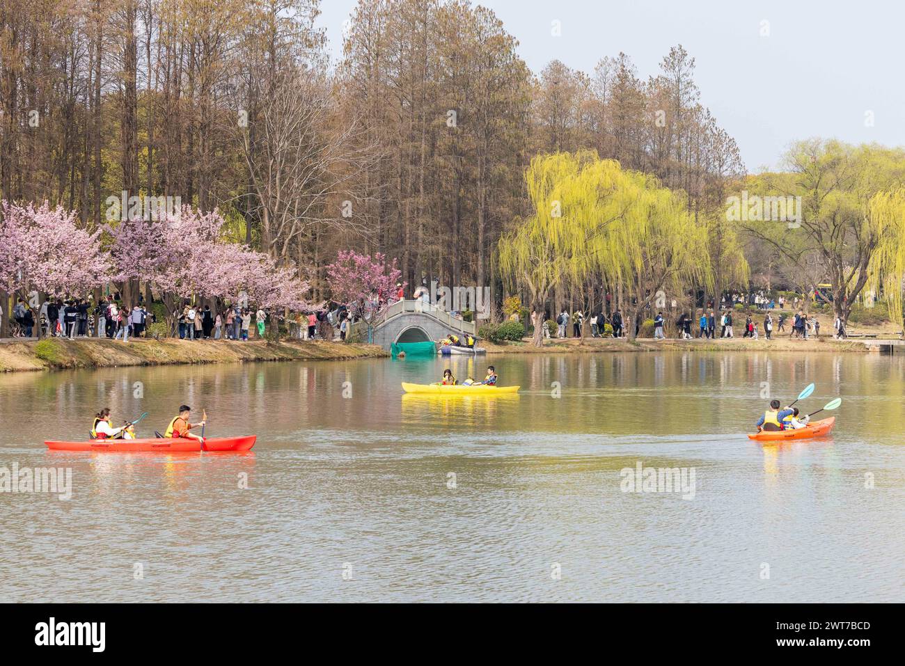 WUXI, CINA - 16 MARZO 2024 - i turisti apprezzano la fioritura dei ciliegi nella zona panoramica di Tai Lake Yuantouzhu a Wuxi, nella provincia di Jiangsu nella Cina orientale, Foto Stock
