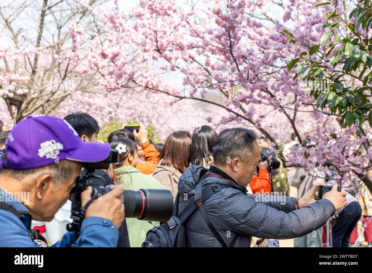 WUXI, CINA - 16 MARZO 2024 - i turisti apprezzano la fioritura dei ciliegi nella zona panoramica di Tai Lake Yuantouzhu a Wuxi, nella provincia di Jiangsu nella Cina orientale, Foto Stock
