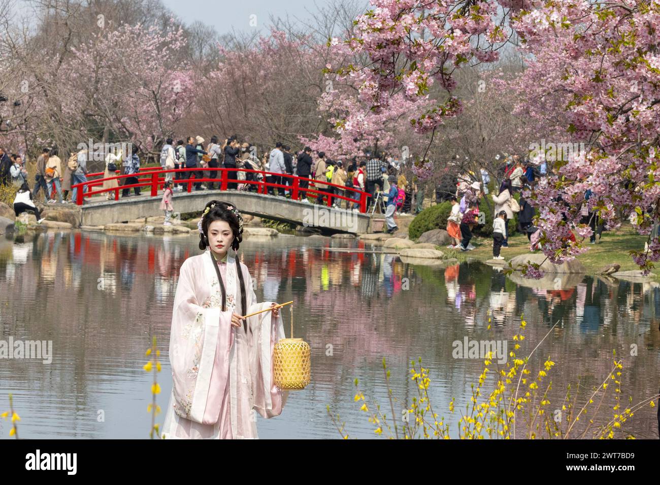 WUXI, CINA - 16 MARZO 2024 - i turisti apprezzano la fioritura dei ciliegi nella zona panoramica di Tai Lake Yuantouzhu a Wuxi, nella provincia di Jiangsu nella Cina orientale, Foto Stock