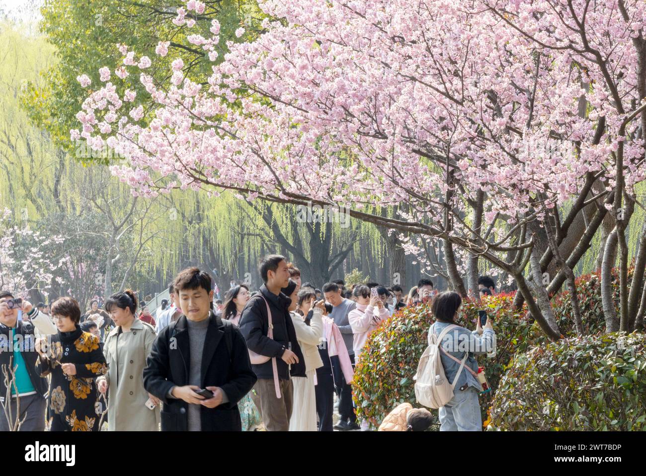 WUXI, CINA - 16 MARZO 2024 - i turisti apprezzano la fioritura dei ciliegi nella zona panoramica di Tai Lake Yuantouzhu a Wuxi, nella provincia di Jiangsu nella Cina orientale, Foto Stock