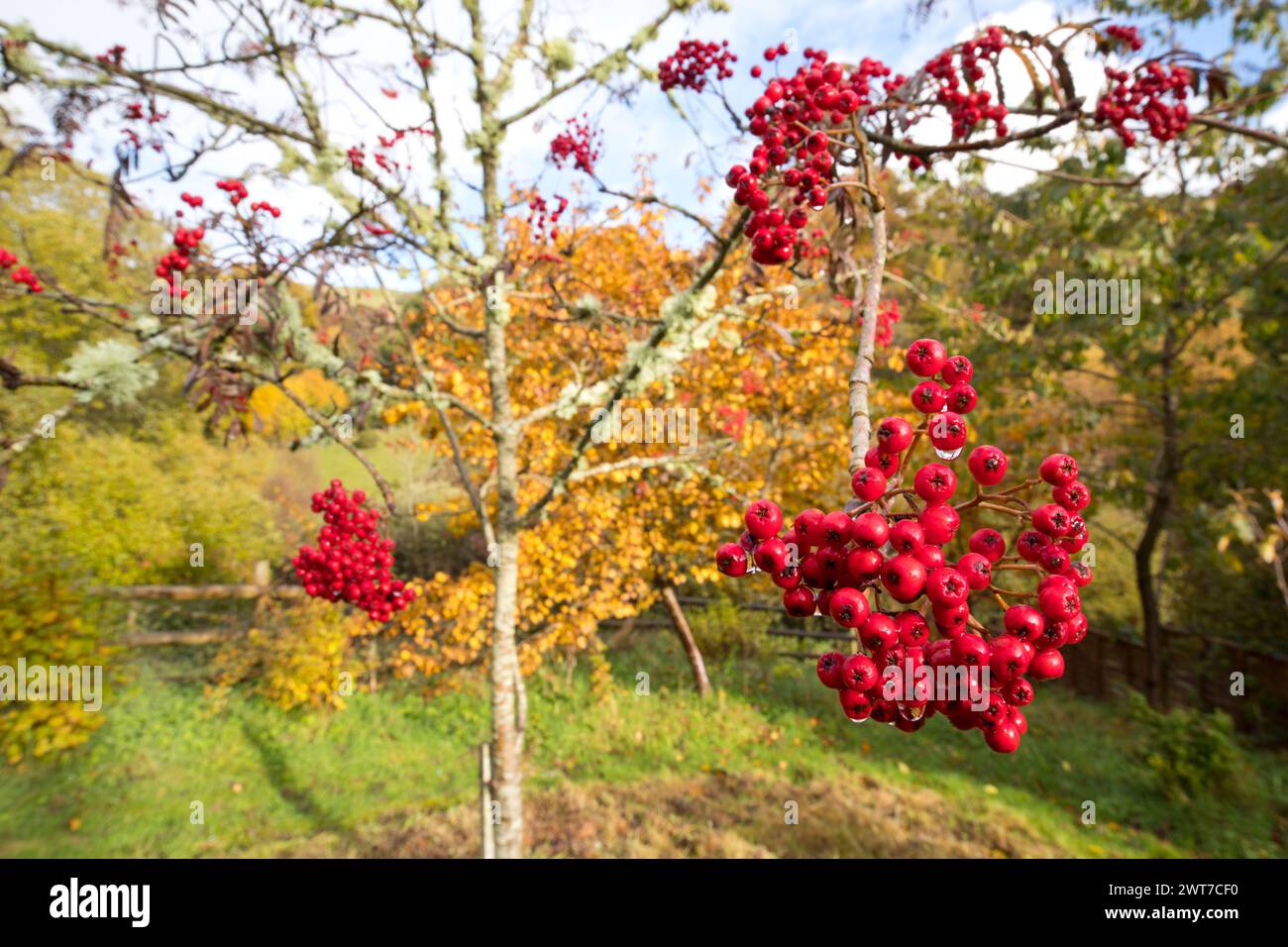 Bacche di Sorbus "pizzo cinese". Varietà di giardini di Rowan o Mountain Ash. Crescere in un giardino. Powys, Galles. Settembre. Foto Stock