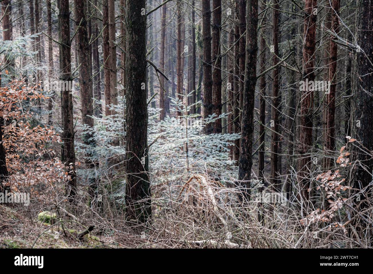 Sentiero escursionistico nella foresta di Tranum Fosdal, Thy Denmark Foto Stock