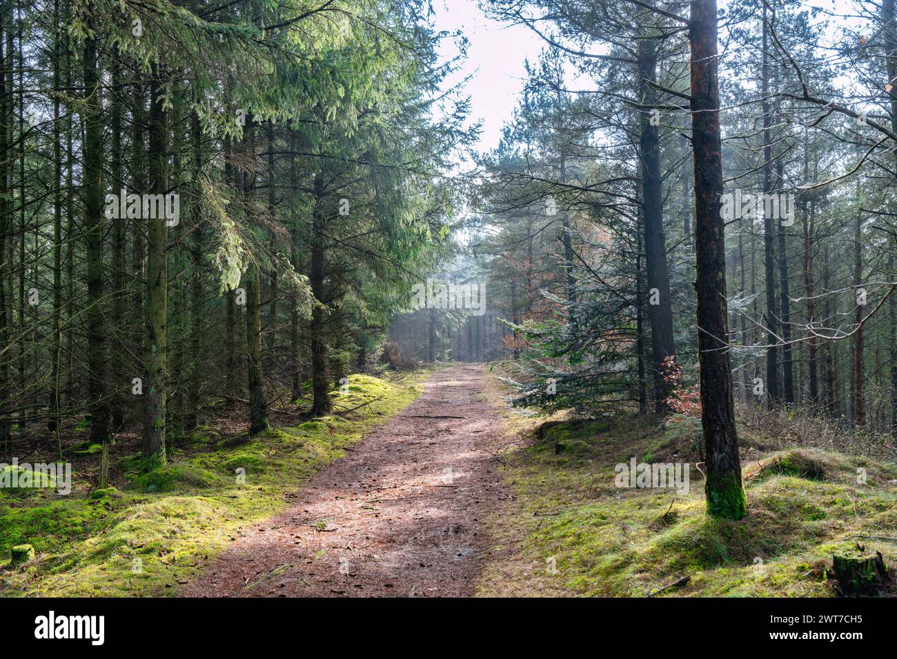 Sentiero escursionistico nella foresta di Tranum Fosdal, Thy Denmark Foto Stock