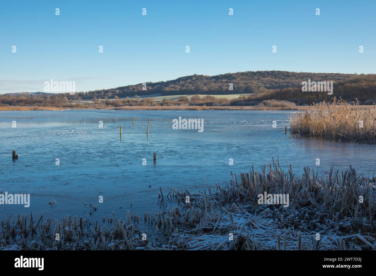 Vista su un lago ghiacciato nella riserva naturale Leighton Moss RSPB. Lancashire, Inghilterra. Dicembre. Foto Stock