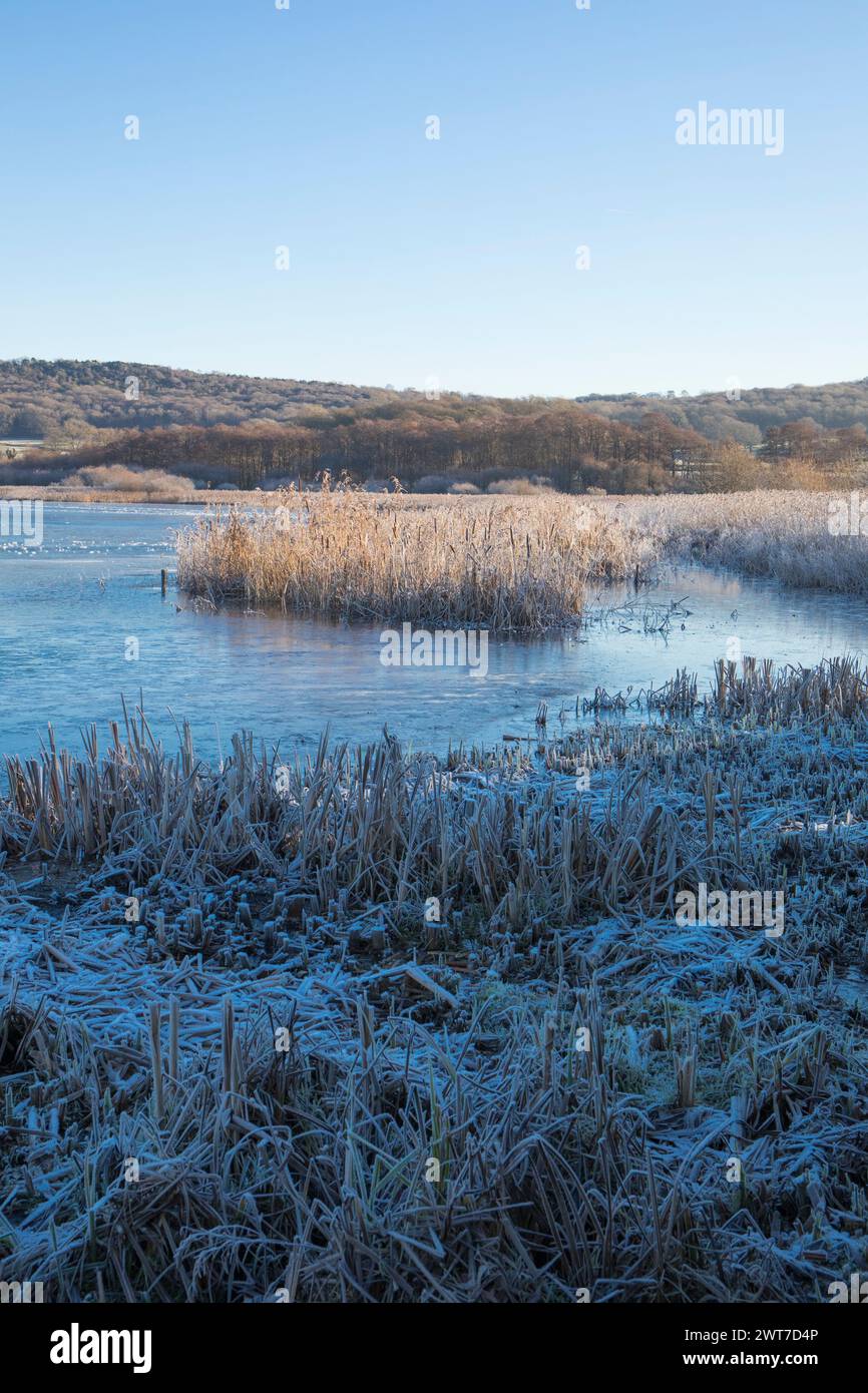 Vista su un lago ghiacciato nella riserva naturale Leighton Moss RSPB. Lancashire, Inghilterra. Dicembre. Foto Stock