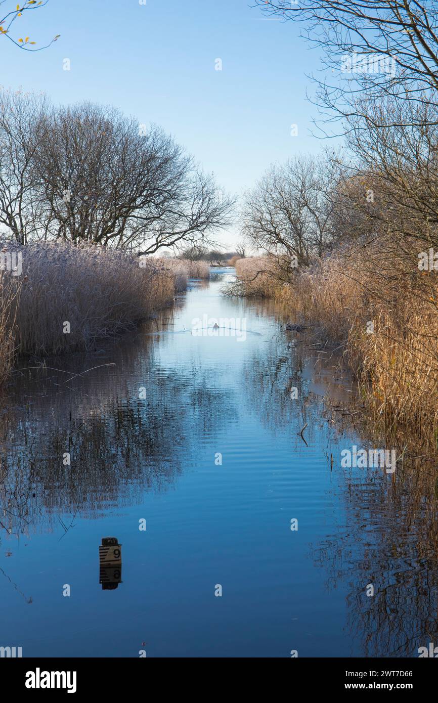 Vista su parte della riserva naturale Leighton Moss RSPB. Lancashire, Inghilterra. Dicembre. Foto Stock