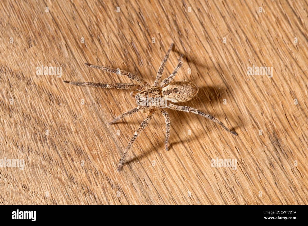 Ragno marrone Nosferatu su un sottosuolo marrone in legno, vista interna Foto Stock