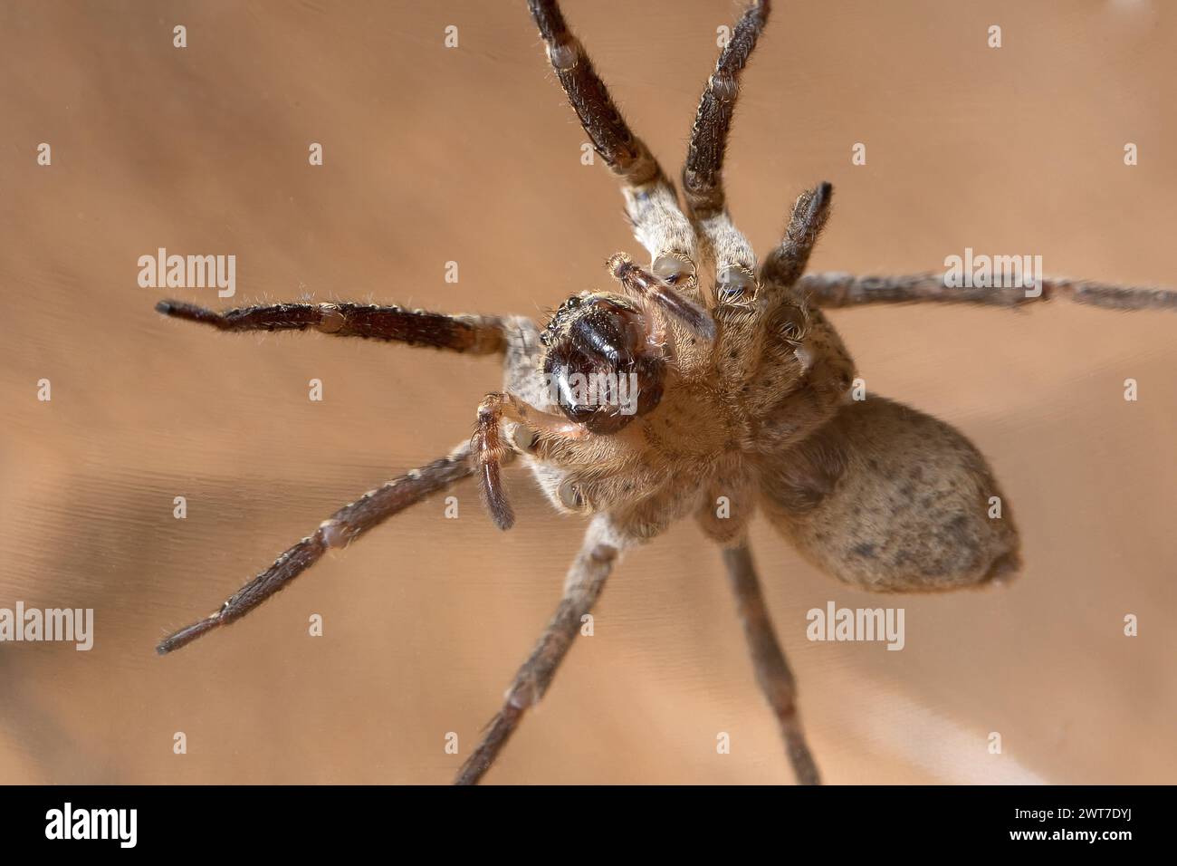 Ragno Nosferatu primo piano della testa che guarda nella telecamera Foto Stock