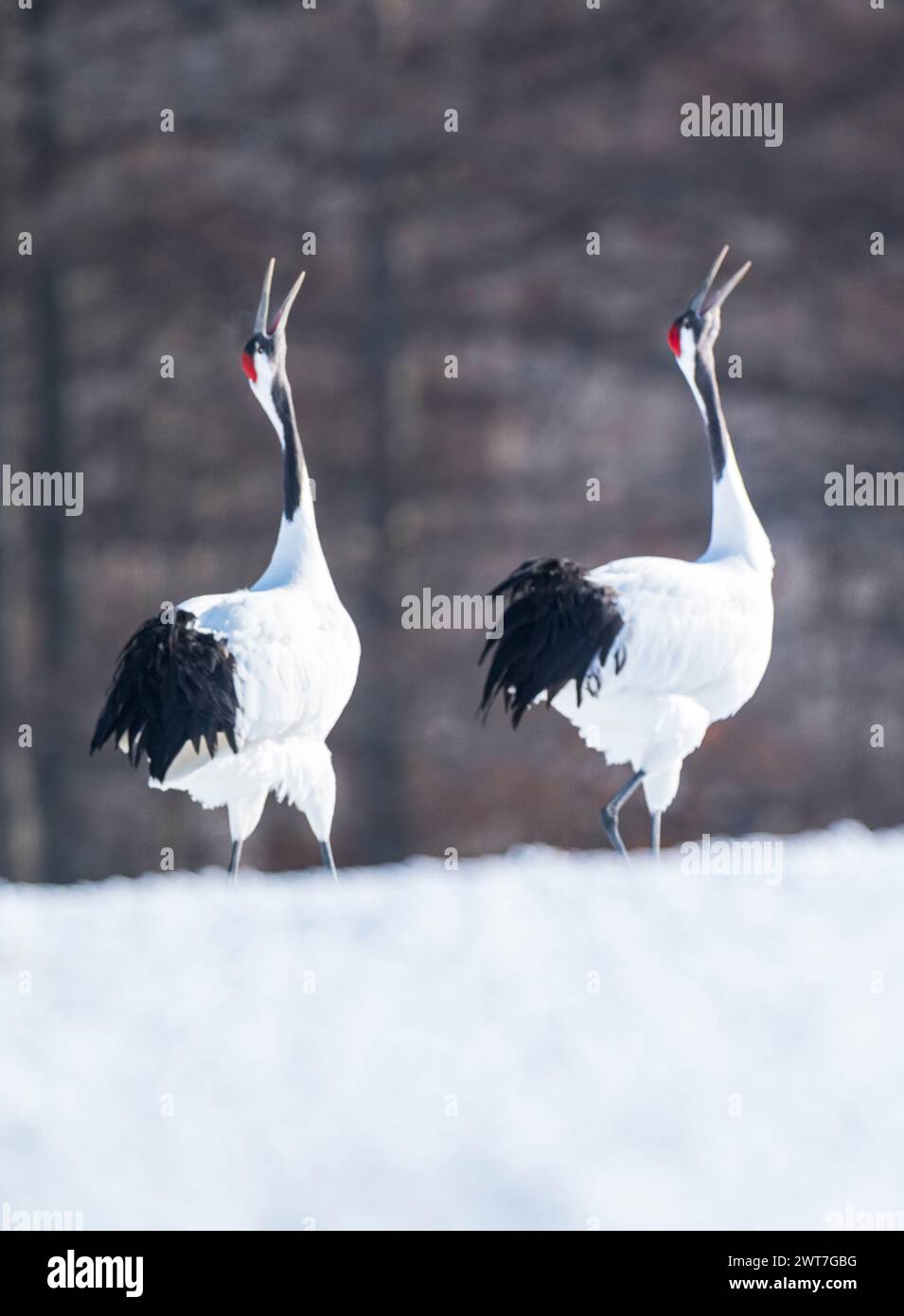 Gru a corona rossa che smerigliano, Hokkaido, Giappone Foto Stock