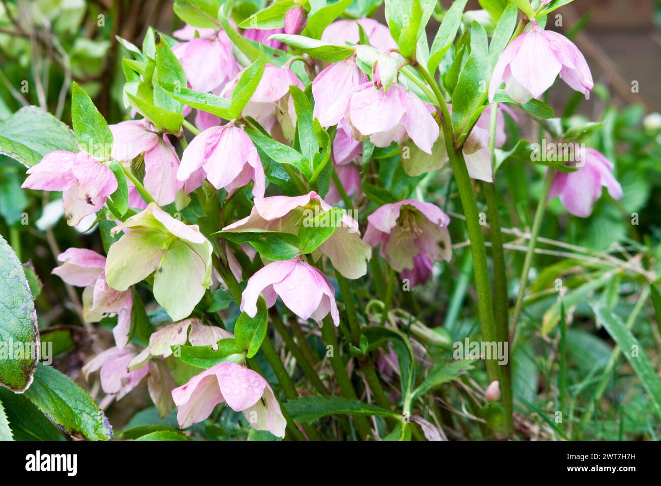 Rosa quaresimale ( Helleborus orientalis ) fiorente in primavera a Chard Somerset Inghilterra regno unito Foto Stock