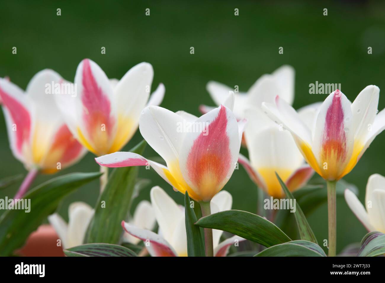 bulbo di tulipano in acqua