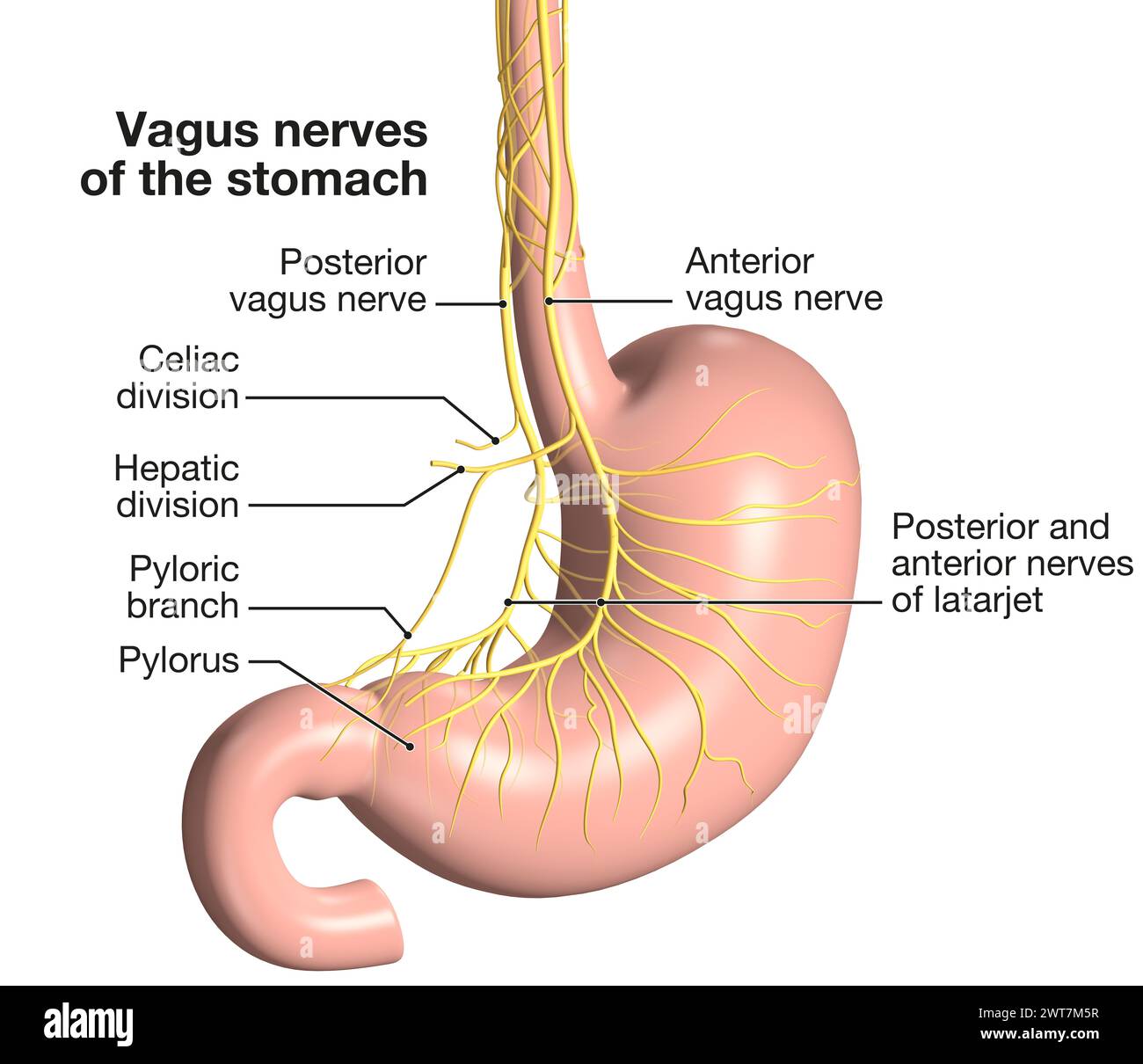 Il nervo vago innerva lo stomaco, regolando la digestione, la secrezione di acido gastrico e segnalando pienezza, influenzando il divertimento gastrointestinale generale Foto Stock