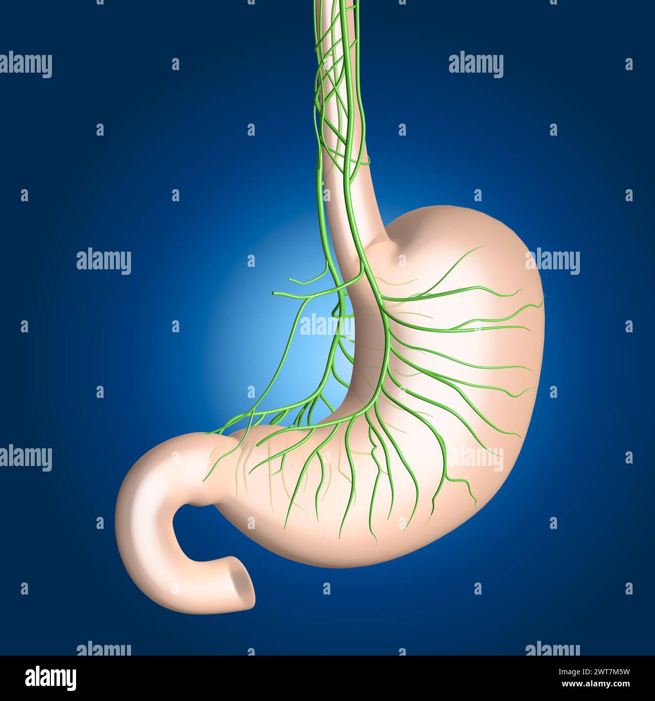 Il nervo vago innerva lo stomaco, regolando la digestione, la secrezione di acido gastrico e segnalando pienezza, influenzando il divertimento gastrointestinale generale Foto Stock