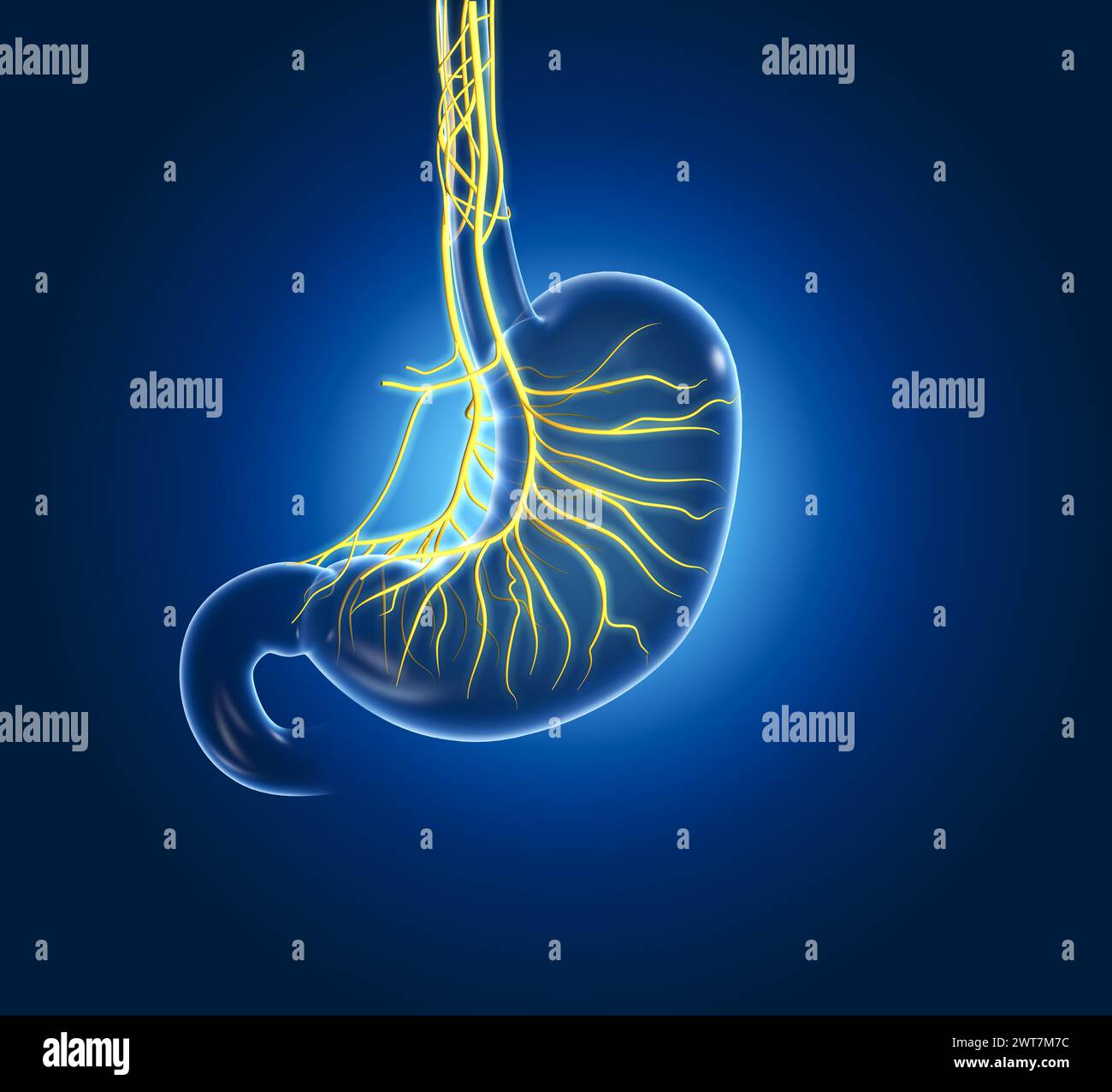 Il nervo vago innerva lo stomaco, regolando la digestione, la secrezione di acido gastrico e segnalando pienezza, influenzando il divertimento gastrointestinale generale Foto Stock