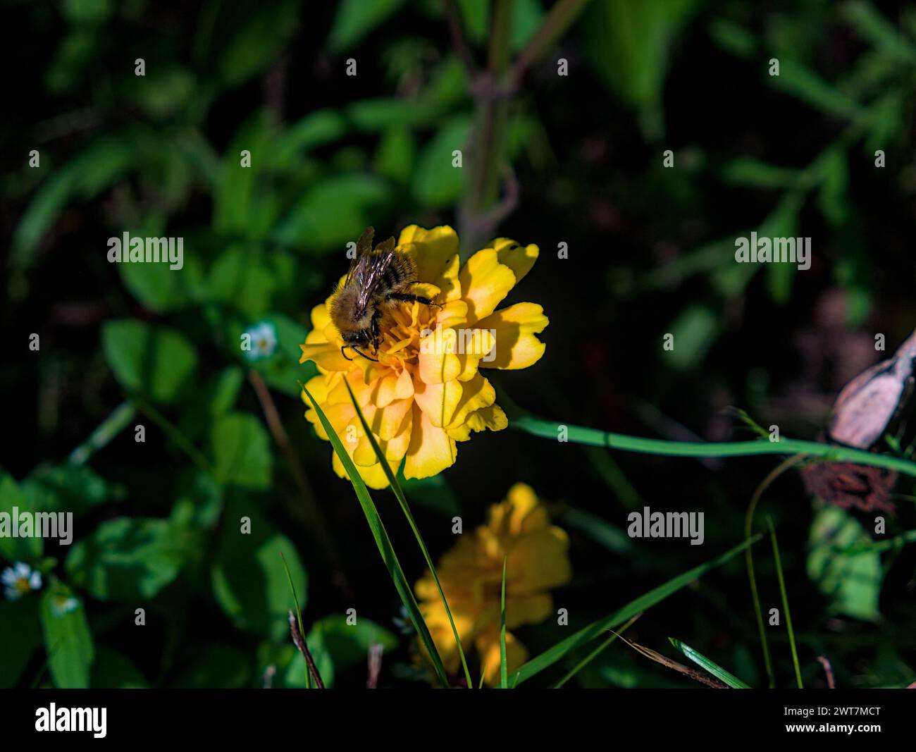 ape su un fiore di calendula sfondo verde sfocato Foto Stock