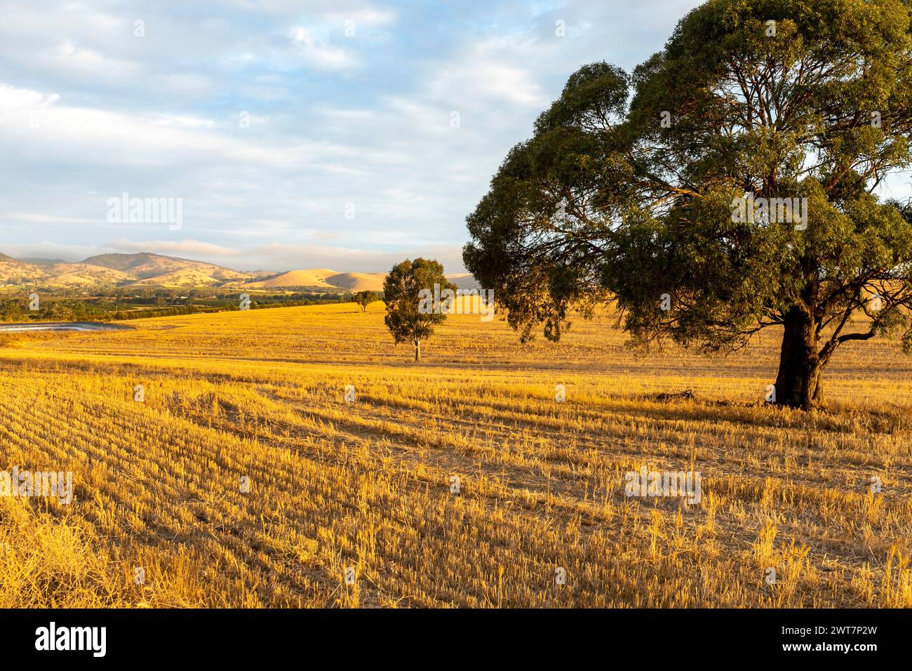 Blue Hour veduta del paesaggio nella Barossa Valley, colline ondulate e paesaggio di campi di grano, Australia meridionale,2024 Foto Stock