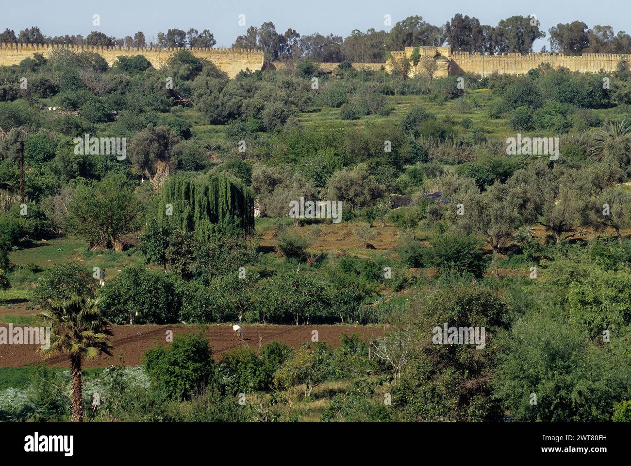 Terreni agricoli all'interno delle mura cittadine che circondano Meknes, Marocco. Il muro ha una circonferenza di circa 25 miglia. Foto Stock