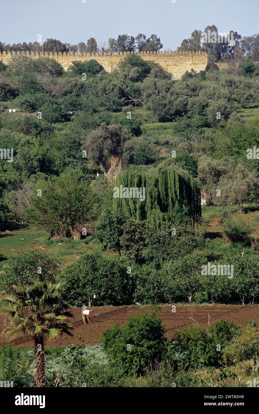 Terreni agricoli all'interno delle mura cittadine che circondano Meknes, Marocco. Il muro ha una circonferenza di circa 25 miglia. Foto Stock