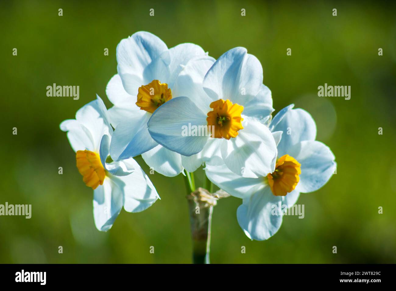 fiori narcissus in giardino - fuoco morbido Foto Stock