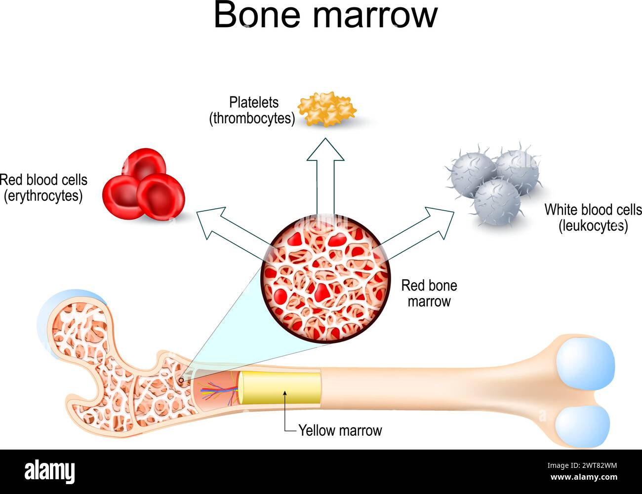 Midollo osseo rosso e midollo giallo. Ematopoiesi. Piastrine trombociti, globuli bianchi o leucociti, globuli rossi o eritrociti. Ill vettoriale Illustrazione Vettoriale