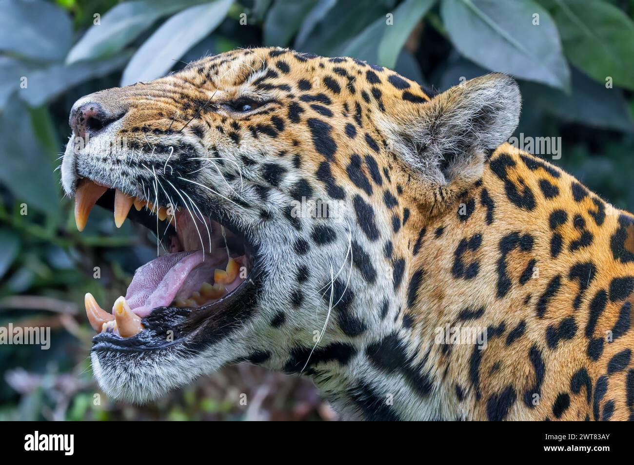 Vista ravvicinata di una Jaguar ruggente (Panthera onca) Foto Stock
