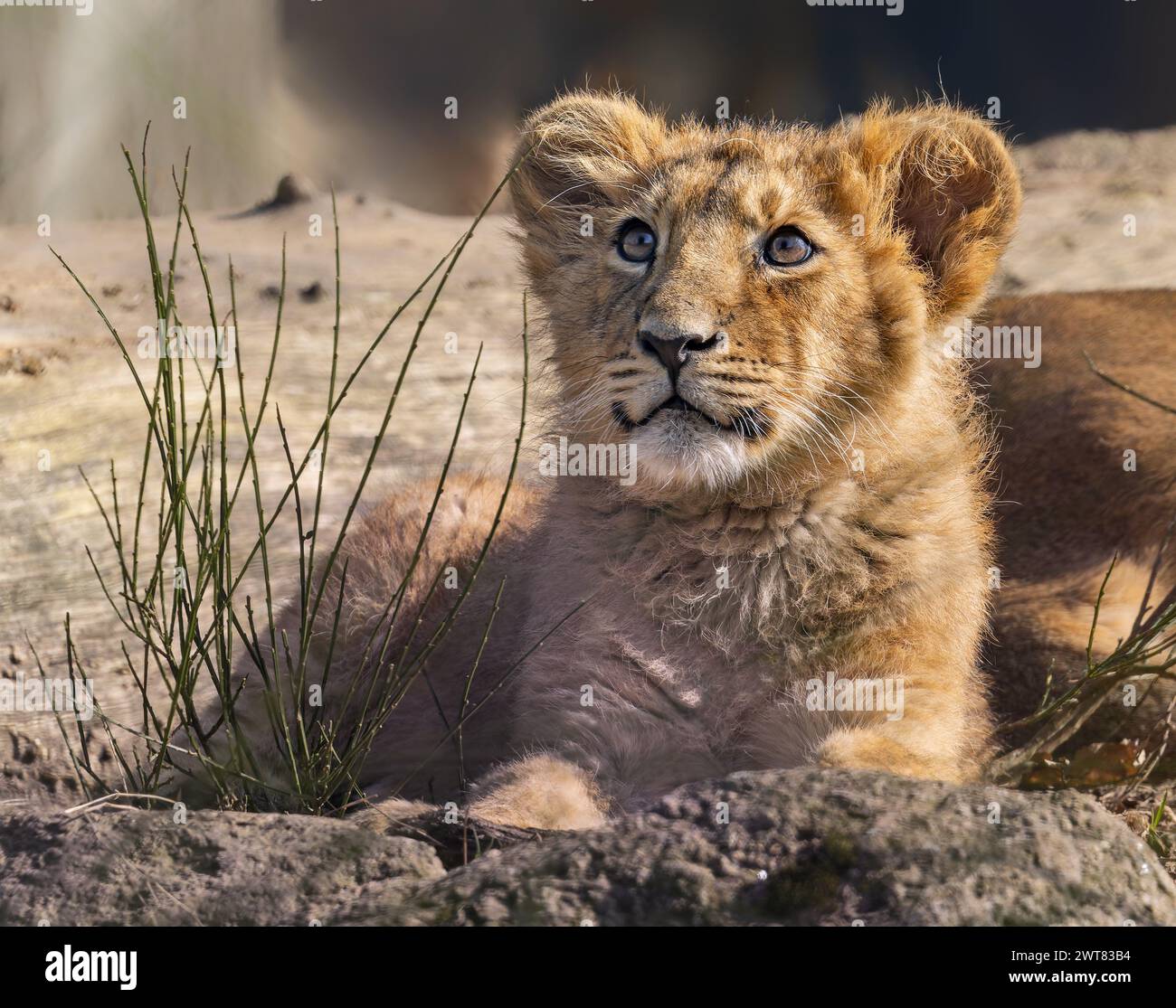 Vista ravvicinata di un cucciolo di leone asiatico (Panthera leo persica) Foto Stock