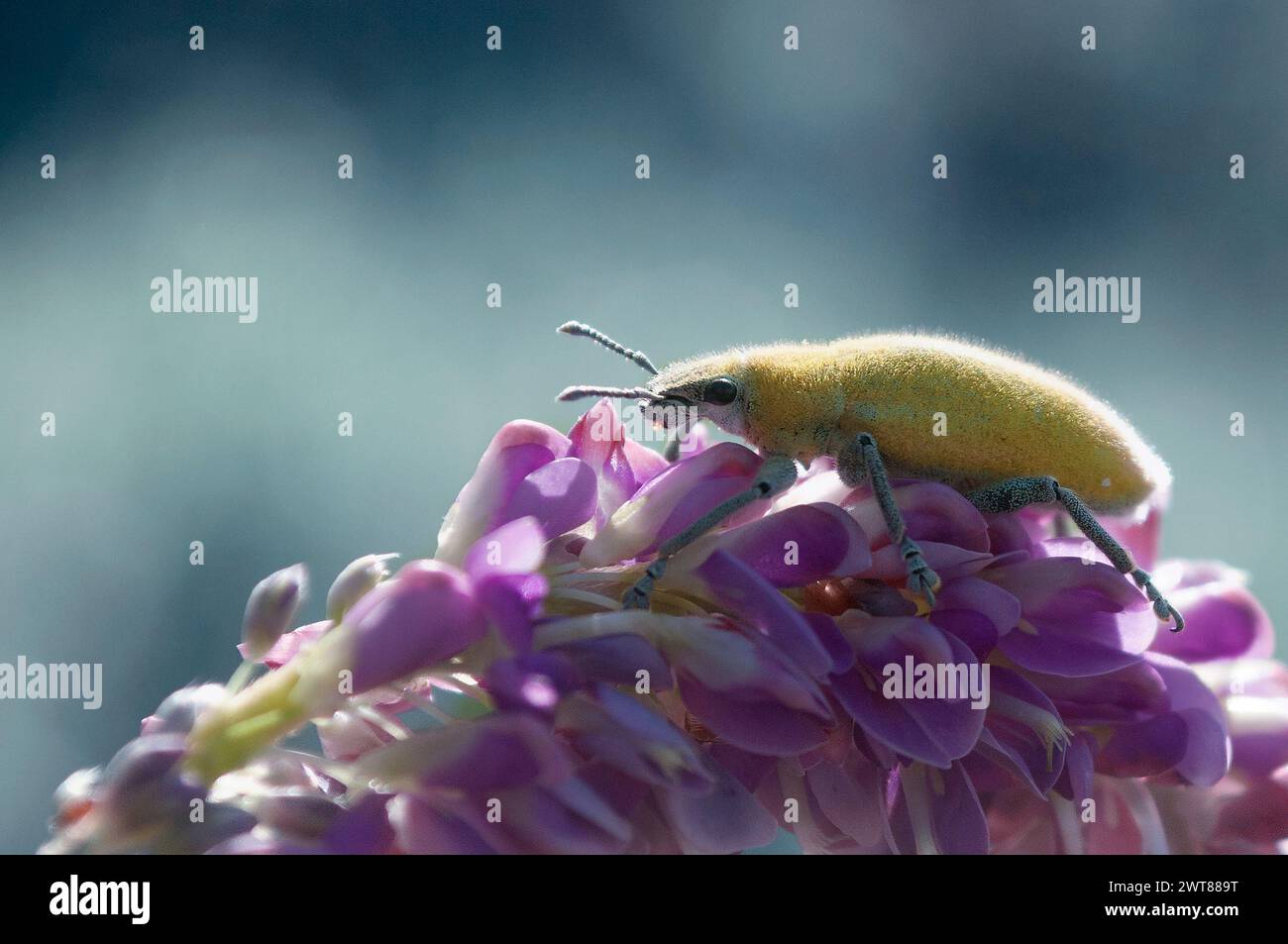 Scarabeo della polvere d'oro, Gold Dust Weevil hypomeces squamosus fabricius Foto Stock