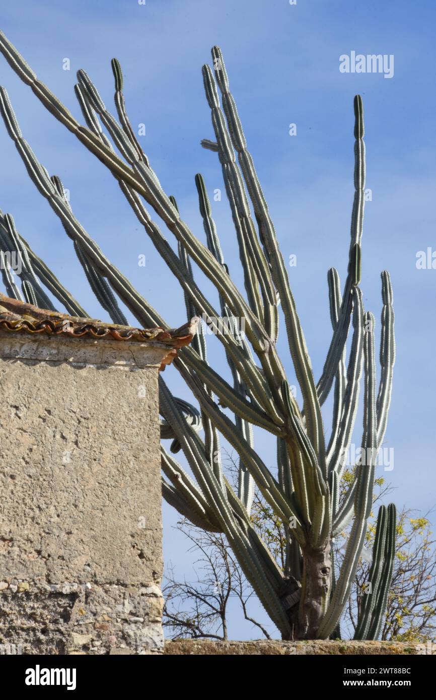 Le Grand cactus devant le château de Faro Foto Stock