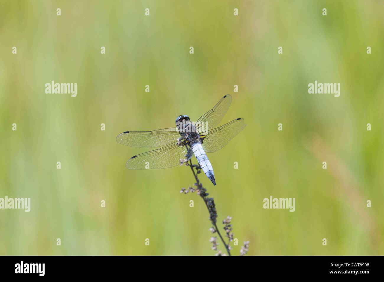 Dragonfly siede su erba secca su uno sfondo verde da vicino Foto Stock
