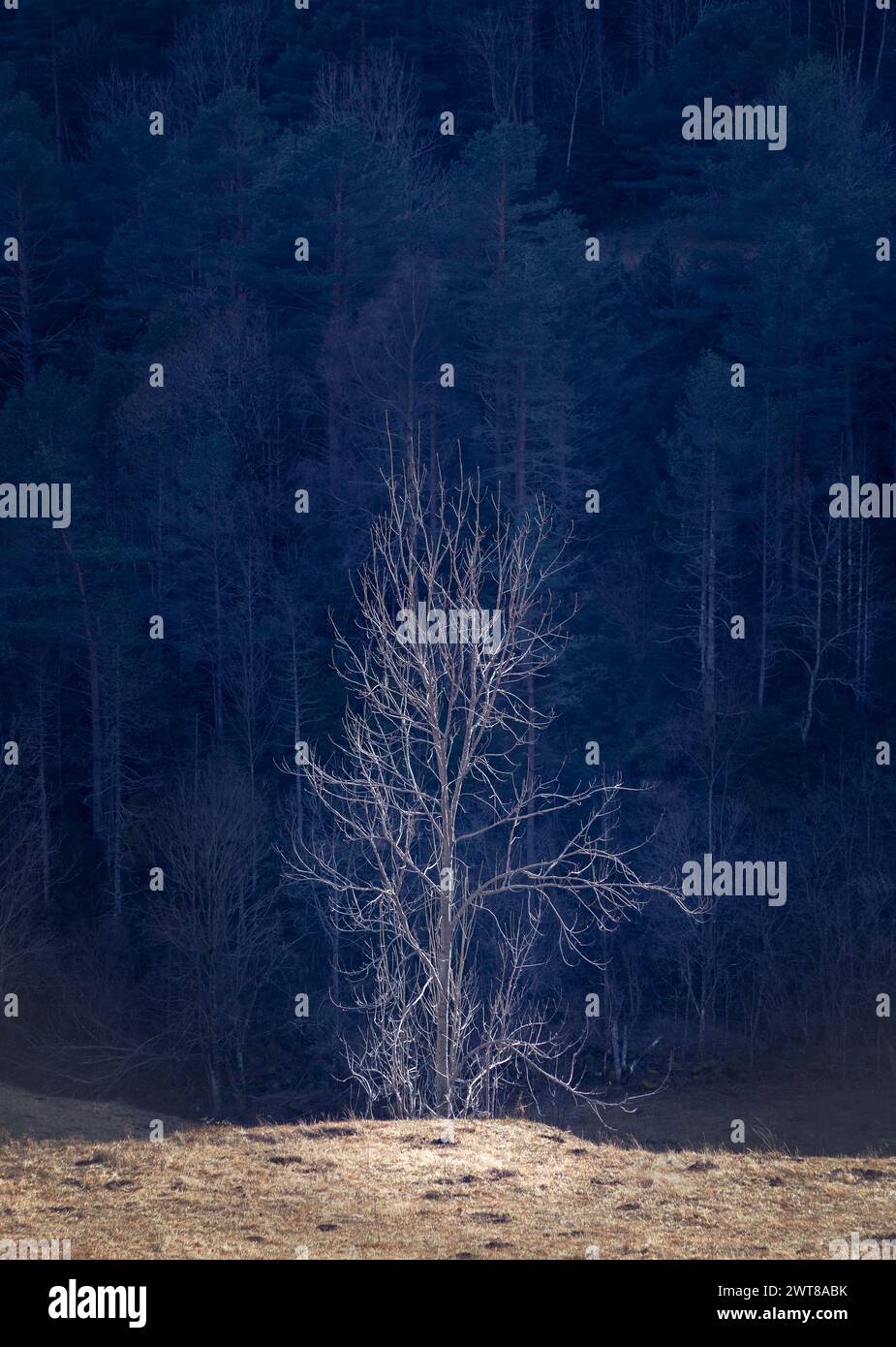 Un singolo albero si trova da solo nel mezzo di un campo vuoto. Foto Stock