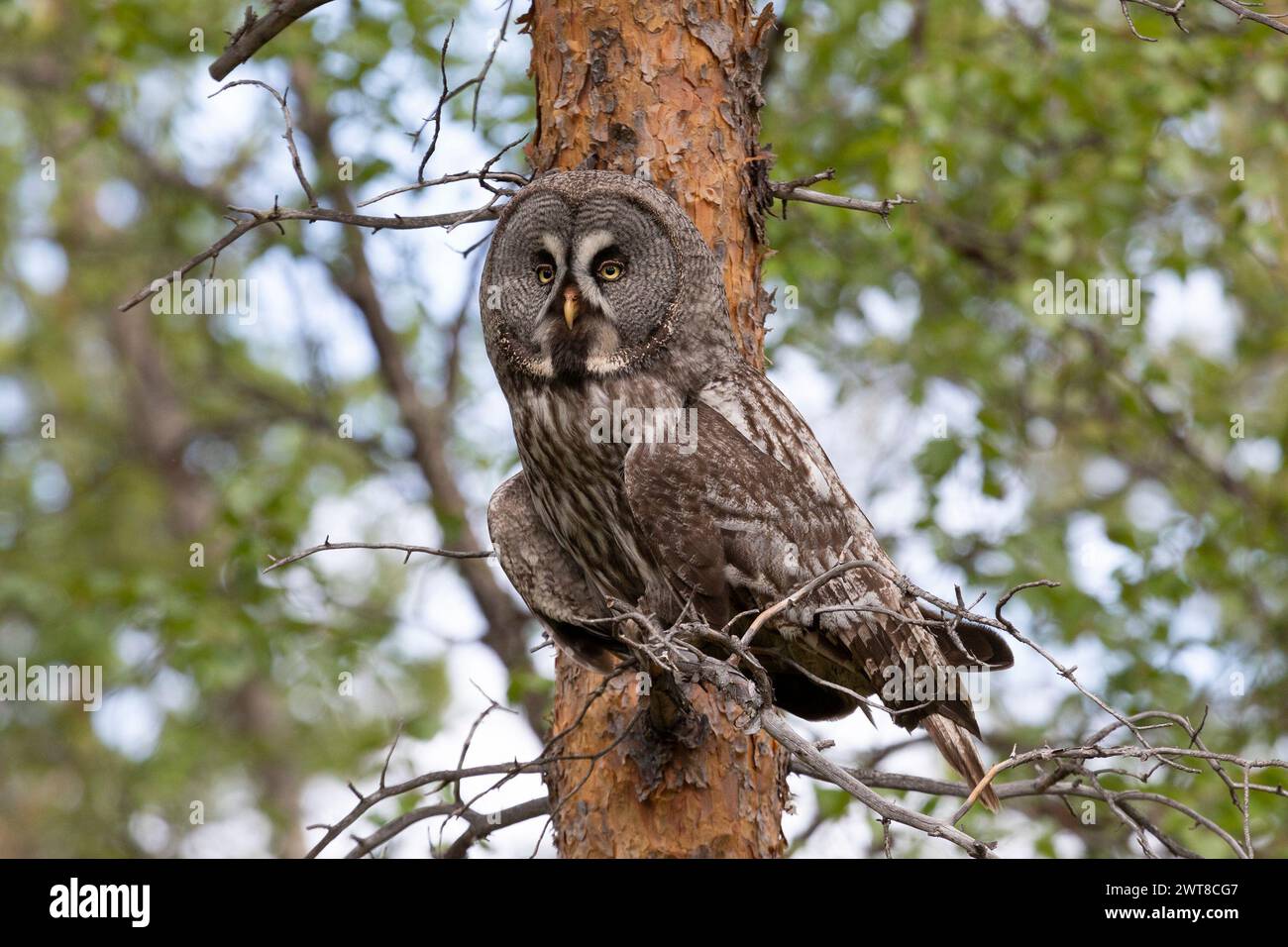 Grande gufo grigio seduto su un ramo d'albero da vicino Foto Stock