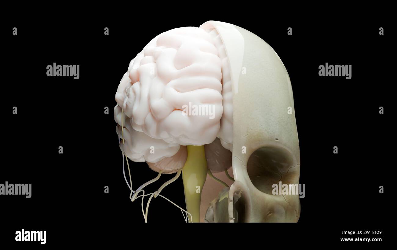 Anatomia del sistema nervoso del cervello umano, diagramma medico con nervi parasimpatici e simpatici. Medico accurato, sezione trasversale del cranio, bu sebacea Foto Stock