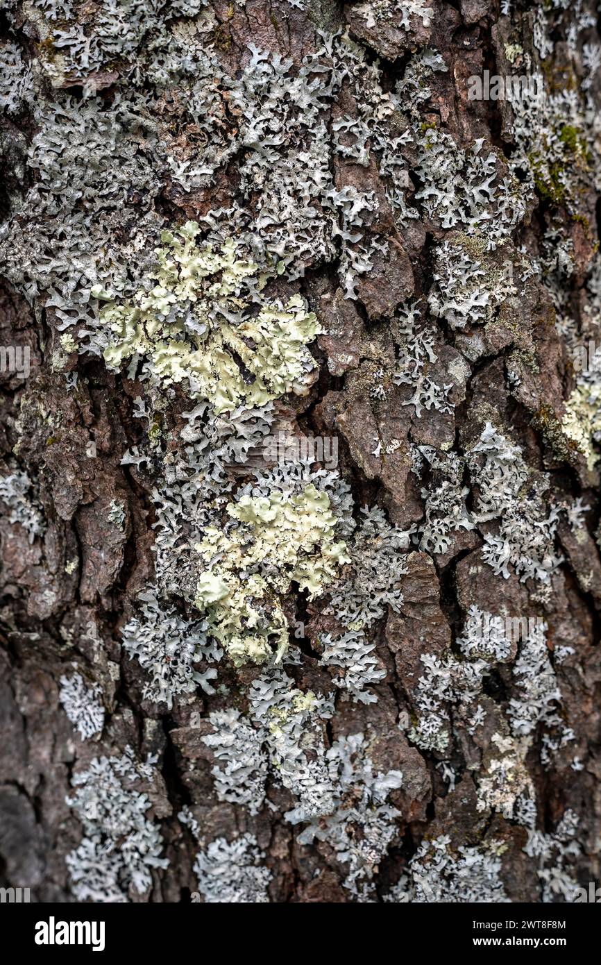 Il lichene cresce sulla superficie marrone ruvida di un albero nella foresta Foto Stock