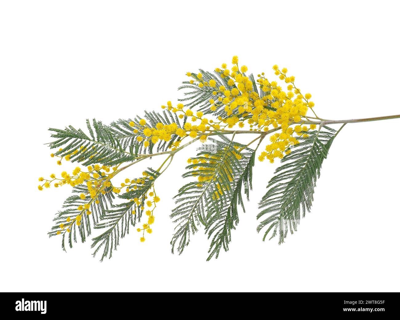 Ramo d'albero a sonaglino d'argento in fiore isolato su sfondo bianco, Acacia dealbata Foto Stock