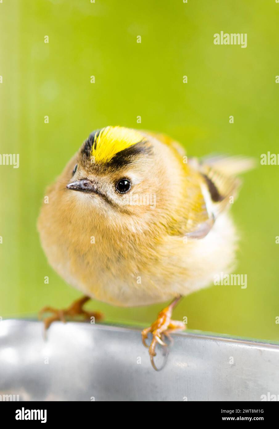 Goldcrest, il più piccolo uccello britannico ed europeo Foto Stock