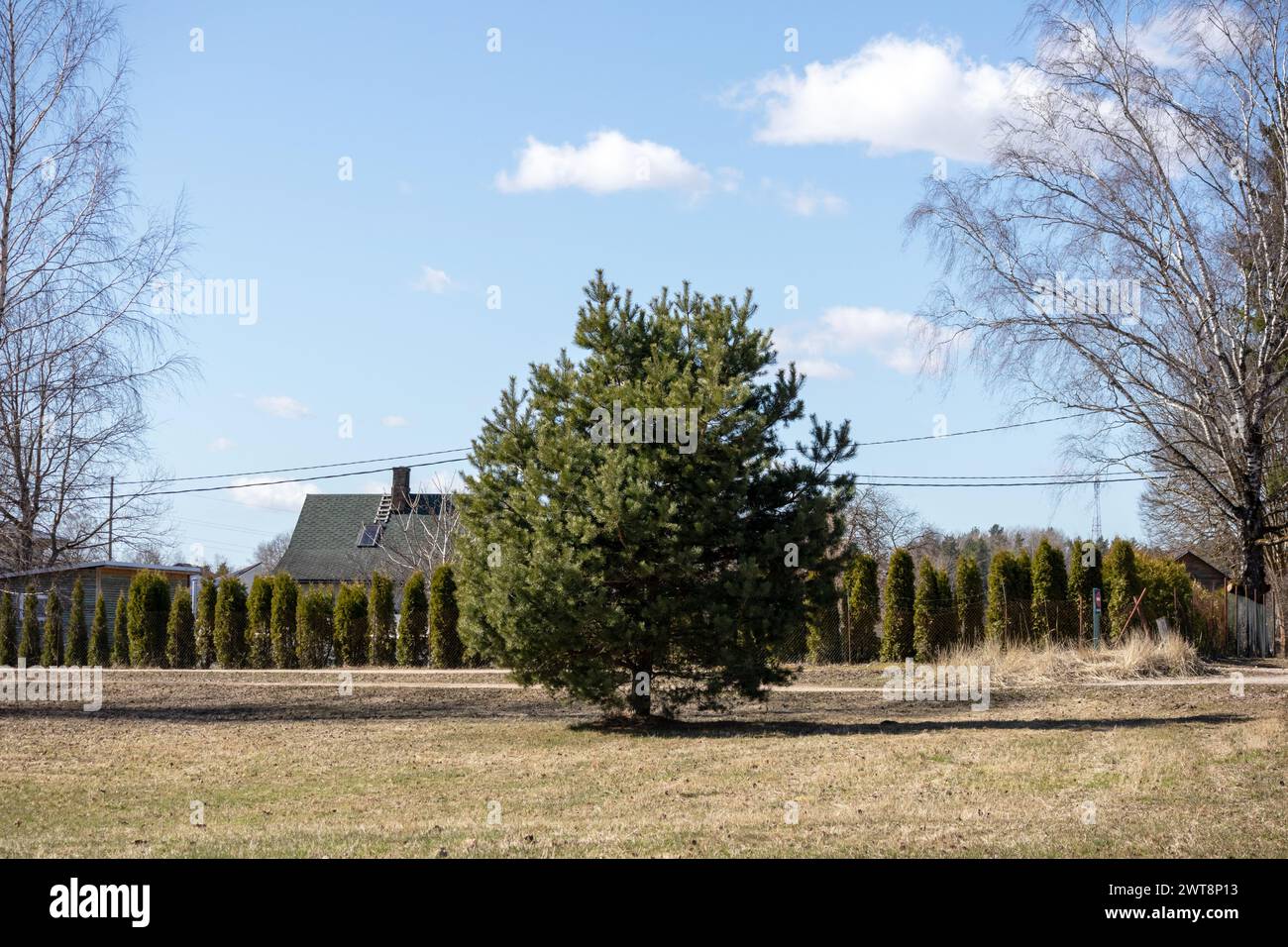 Un pino al centro del cortile con una fila di piccoli alberi sullo sfondo Foto Stock