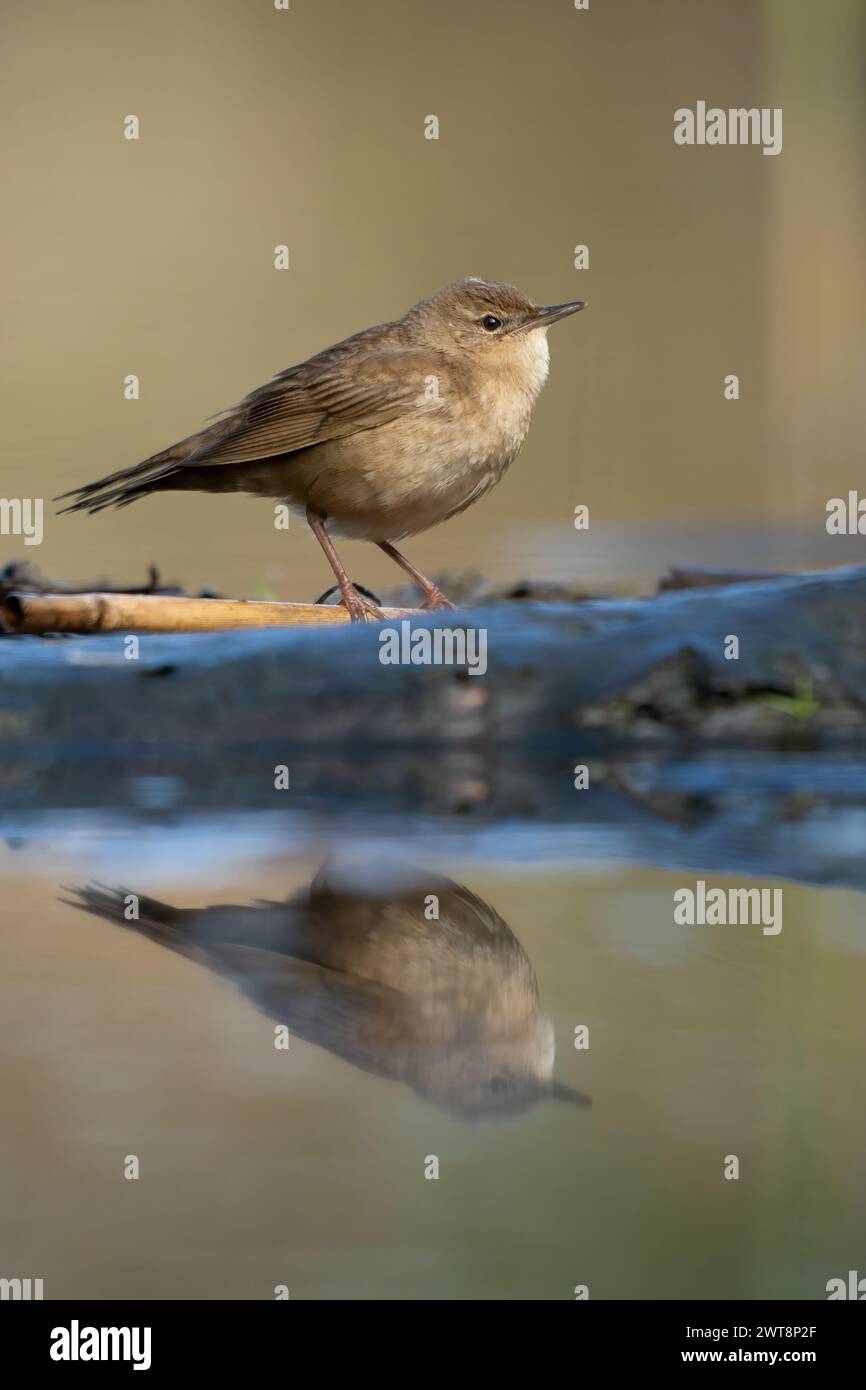 Un primo piano di una parula a cavalletta comune (Locustella naevia) arroccata su un tronco Foto Stock