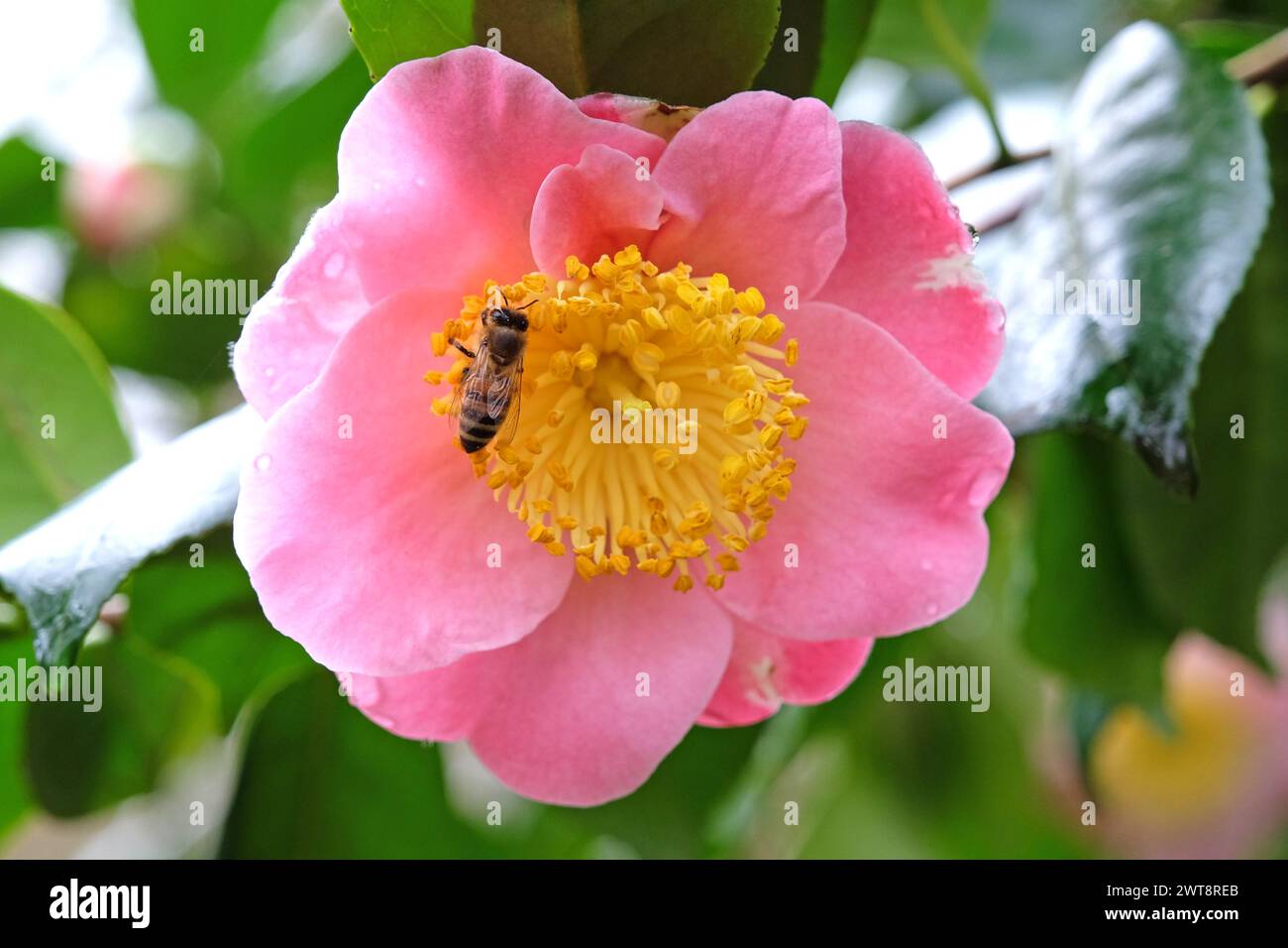 Un'ape di miele sedeva su una Camellia japonica "Goshozakura" di colore giallo e rosa pallido. Foto Stock