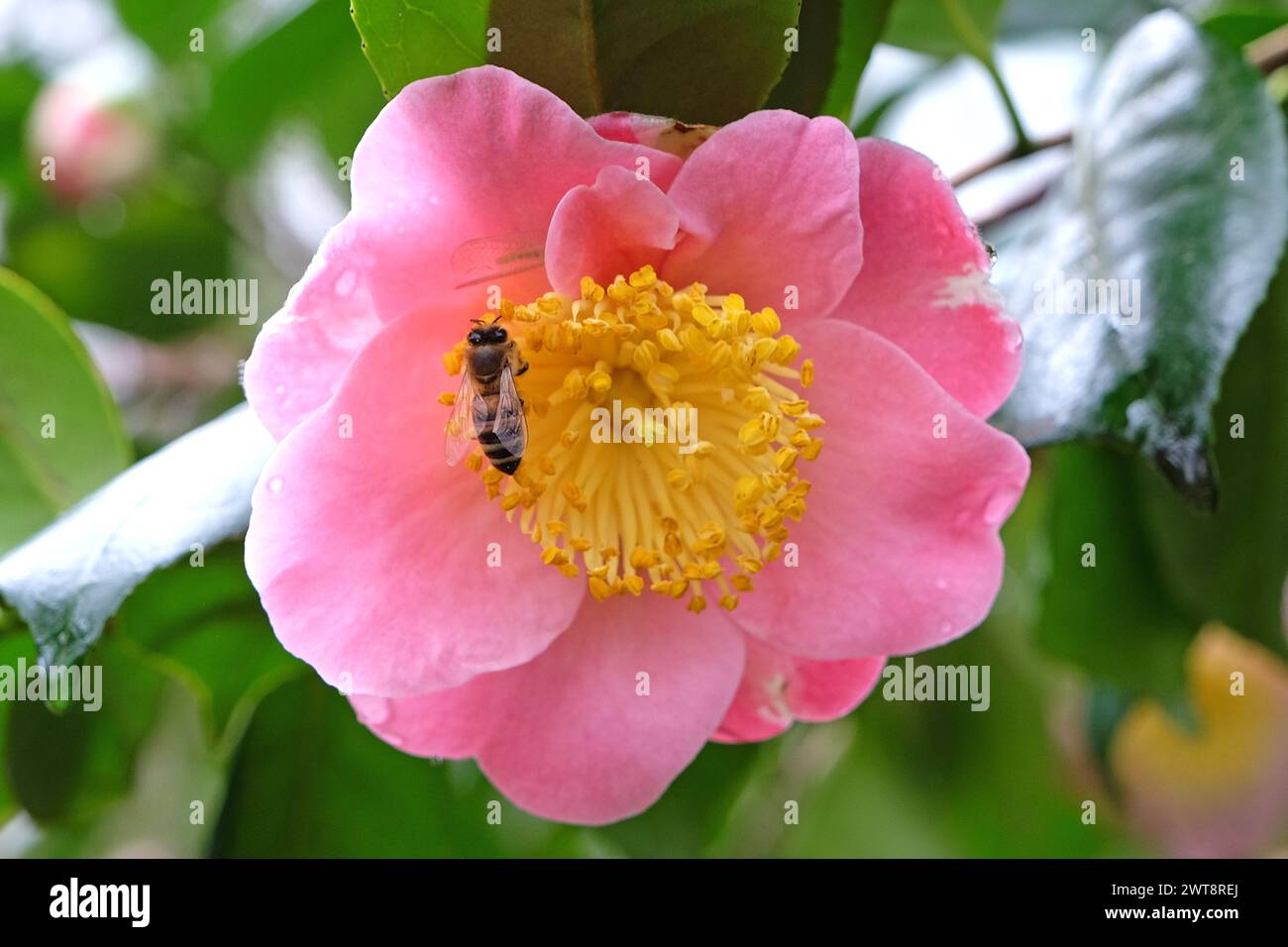 Un'ape di miele sedeva su una Camellia japonica "Goshozakura" di colore giallo e rosa pallido. Foto Stock