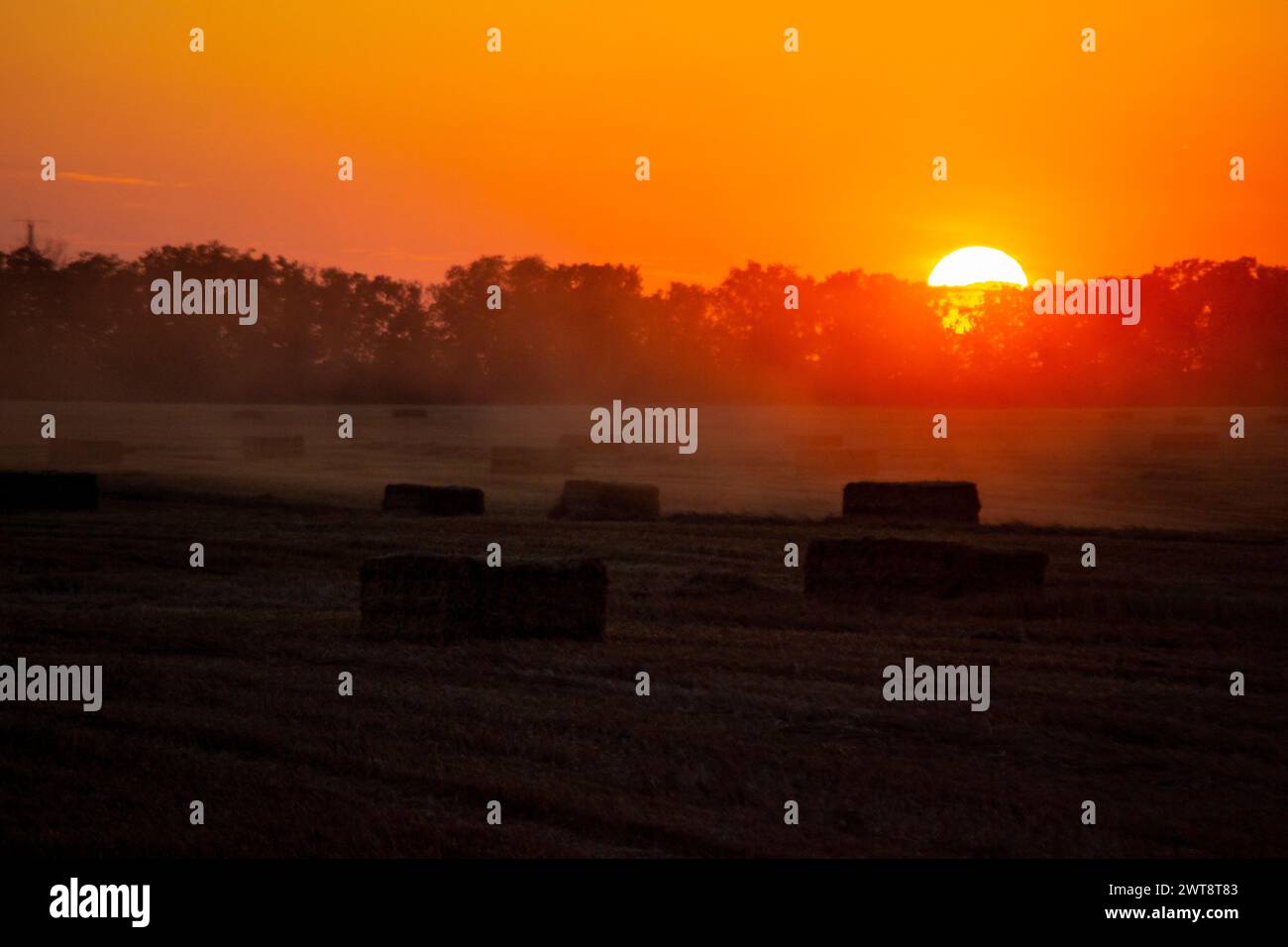 Balle quadrate di paglia di frumento secco pressata sul campo dopo il raccolto. Alba al sole dell'estate. Balle da campo di frumento pressato. Sole che tramonta dietro la silhouette nera degli alberi. Agricoltura paesaggio agricolo Foto Stock