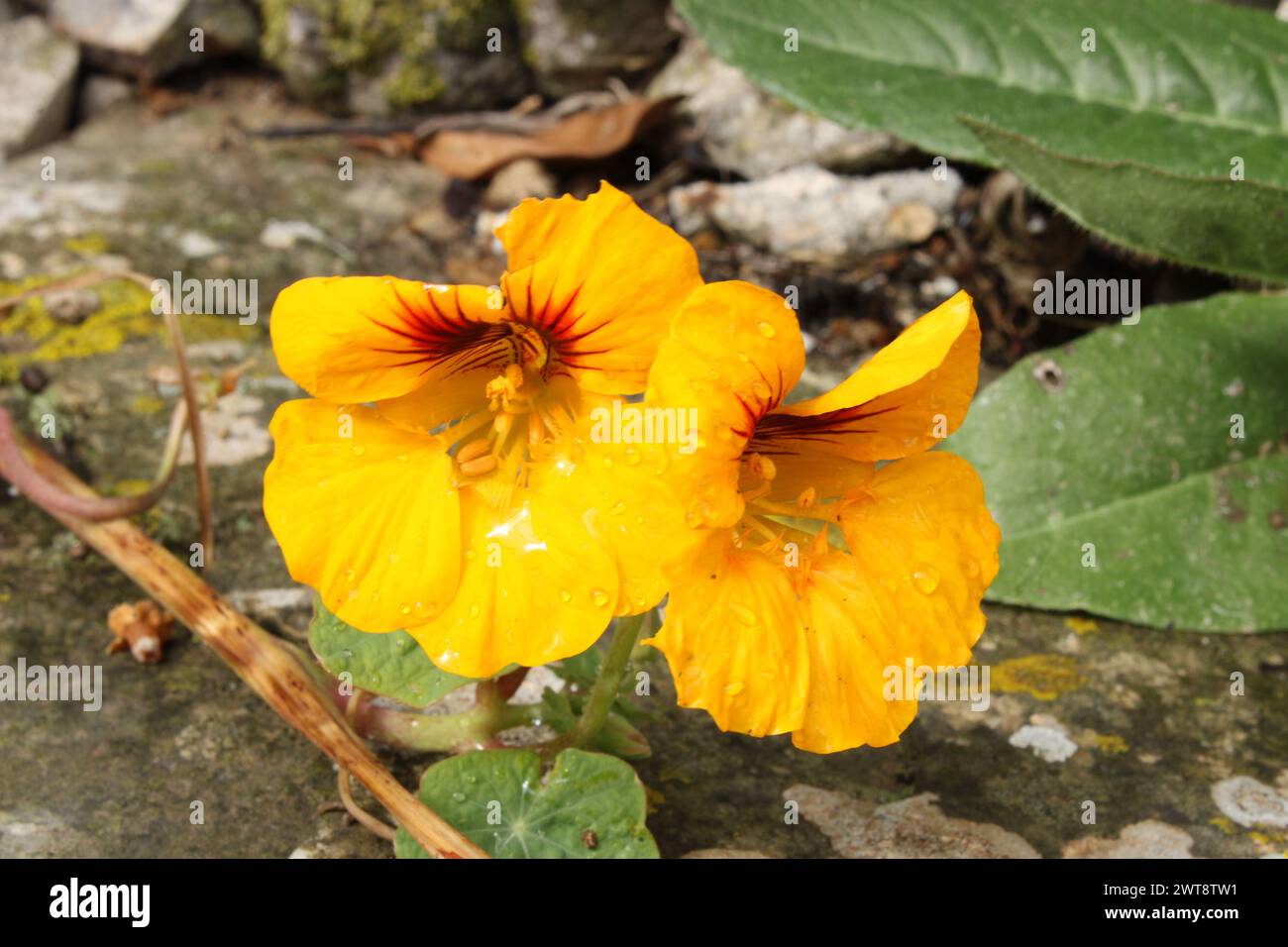 Fiore selvaggio Foto Stock