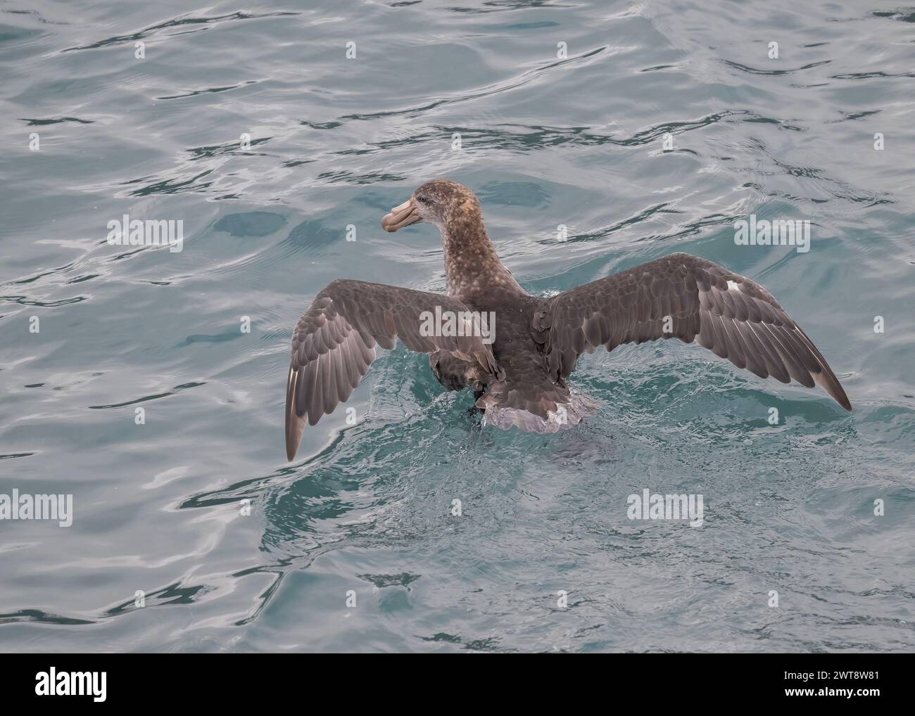 Petrel Southern Giant (Macronectes giganteus), seduta sul mare, Right Whale Bay, Georgia del Sud, gennaio 2024 Foto Stock