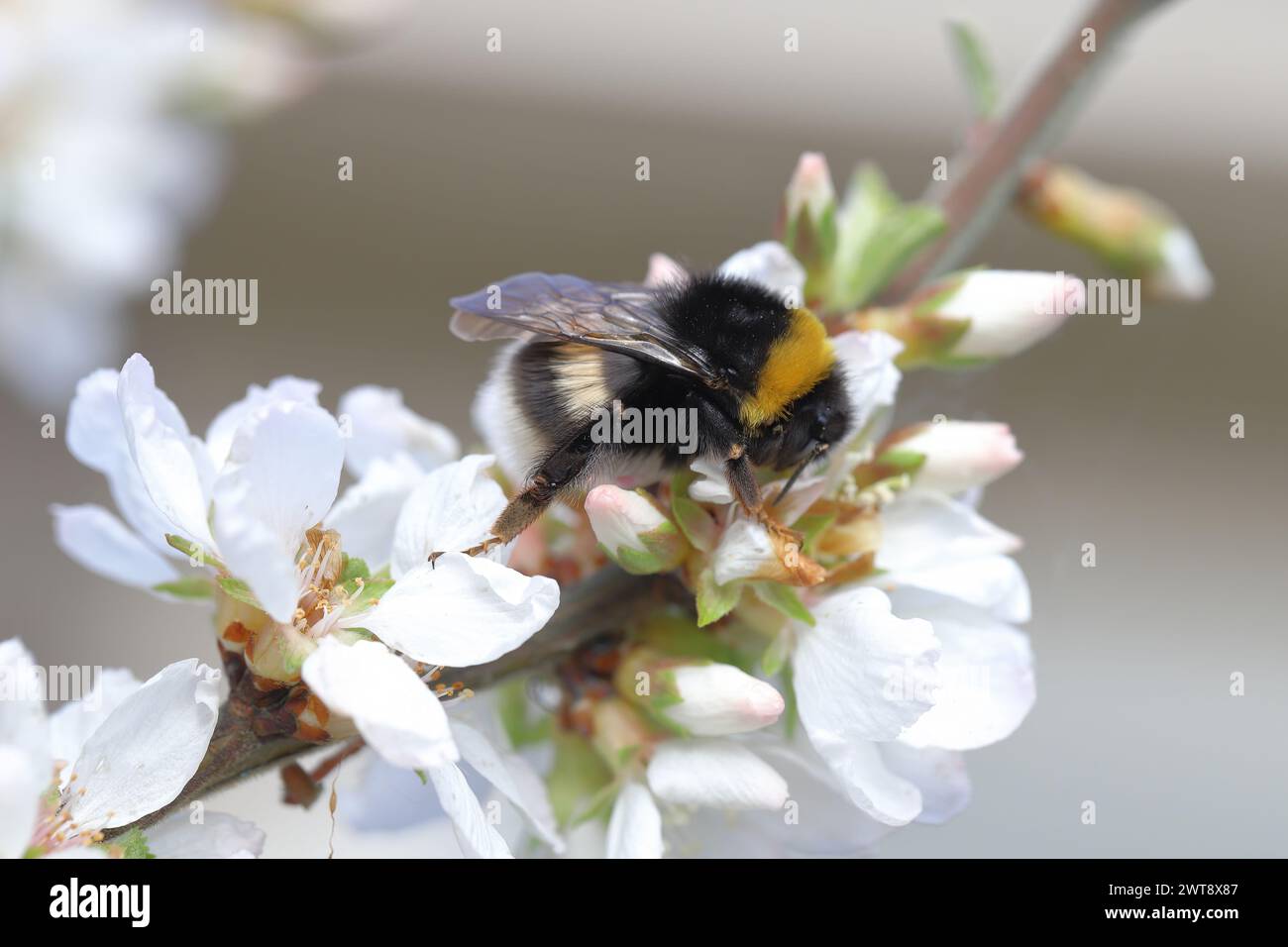 Bumblebee che impollina fiori in frutteto, giardino in primavera. Foto Stock
