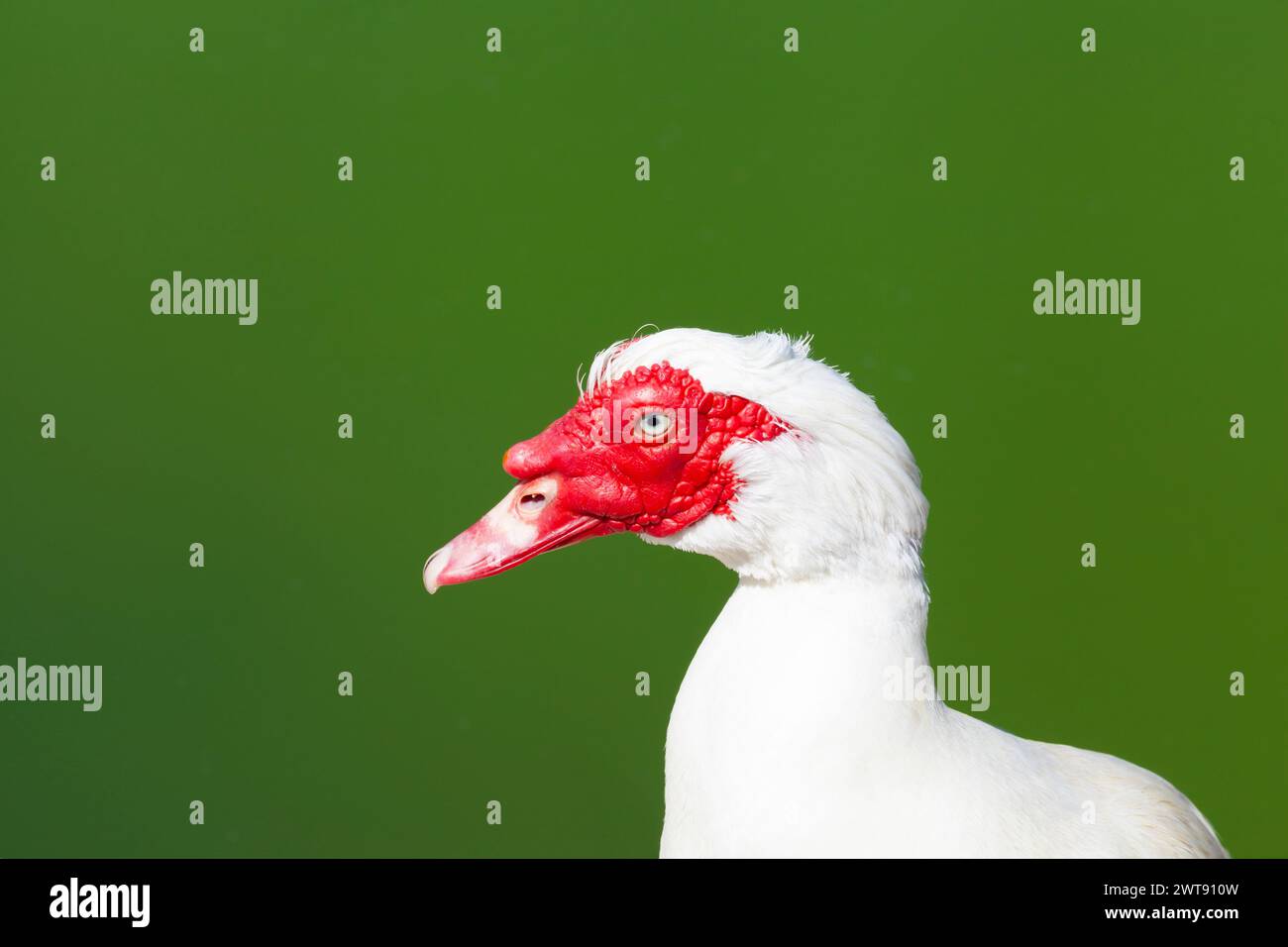 gli uccelli acquatici con una brillante corona rossa si distinguono contro il bianco incontaminato del suo corpo Foto Stock