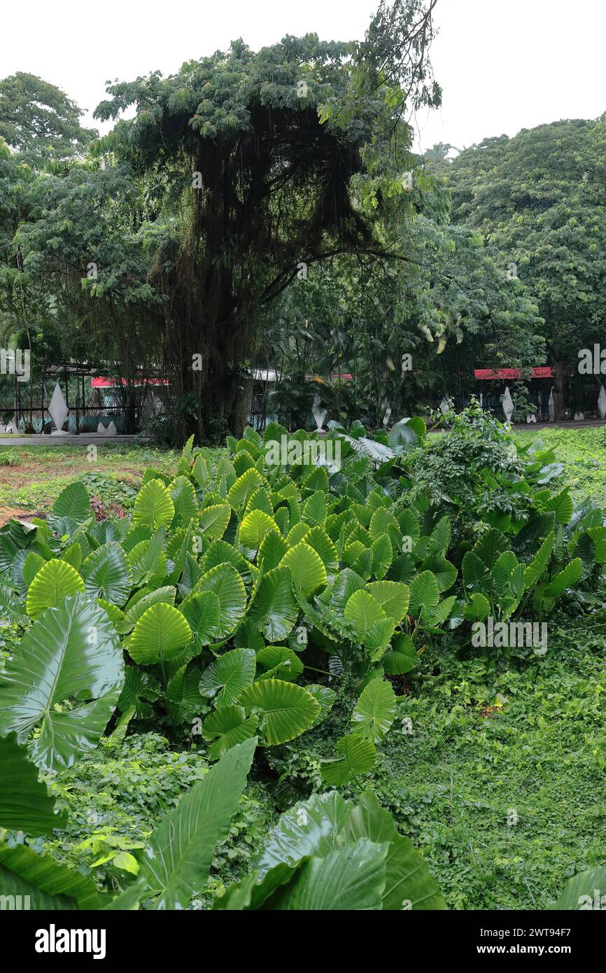081 taro gigante - Alocasia macrorrhizos- piante che crescono nell'isola di Isla Josefina nel Parco del fiume Almendares. L'Avana-Cuba. Foto Stock