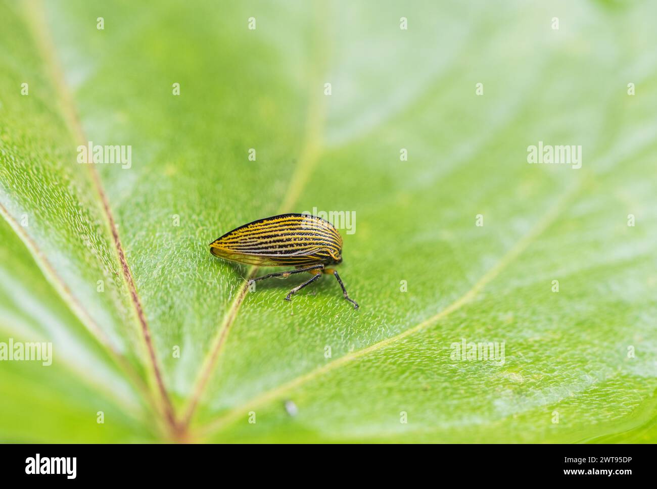 Treehopper (Heranice sp.) Su una foglia vicino a Jardin, Colombia Foto Stock