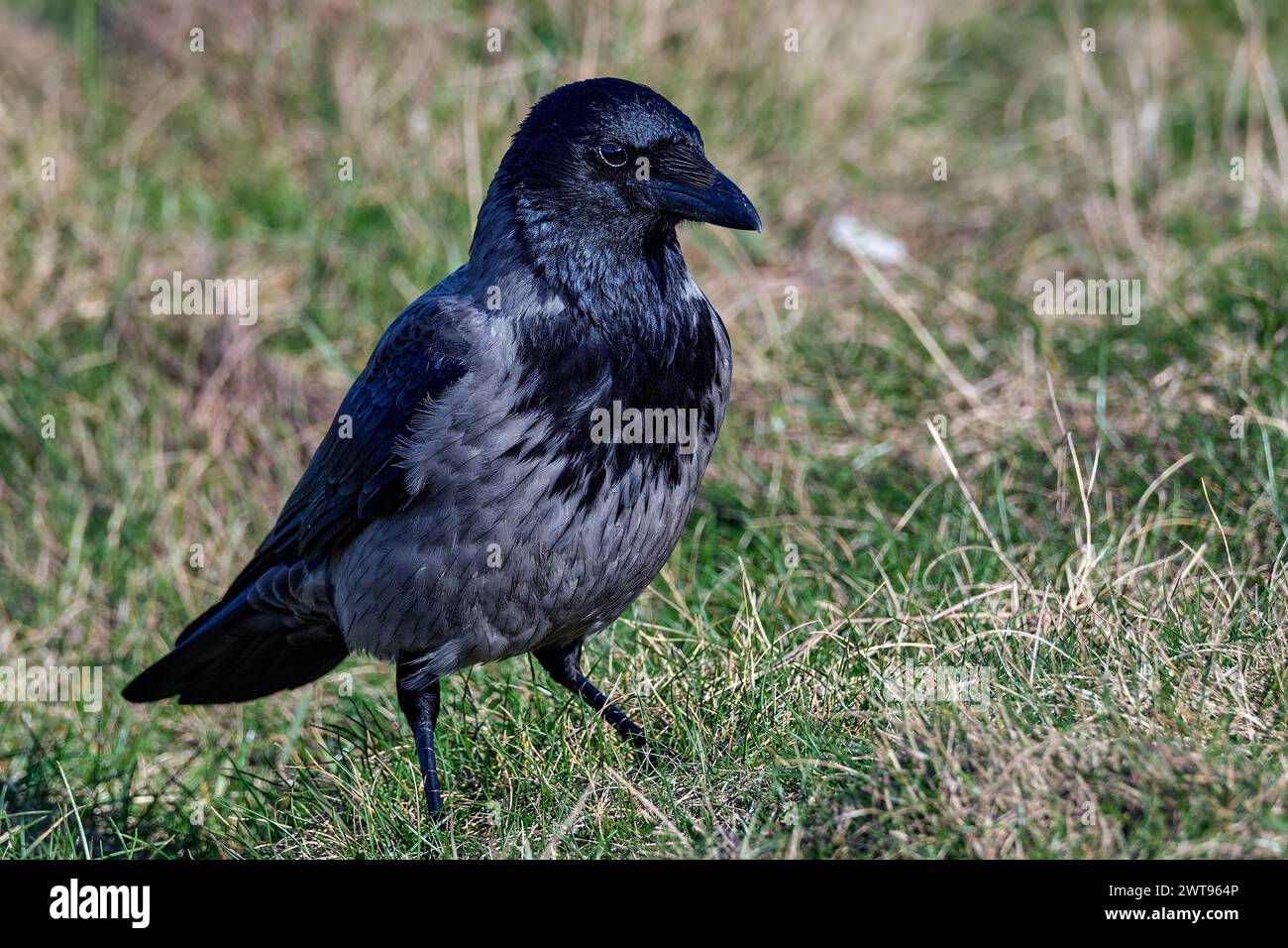 Corvus corone cornix Foto Stock