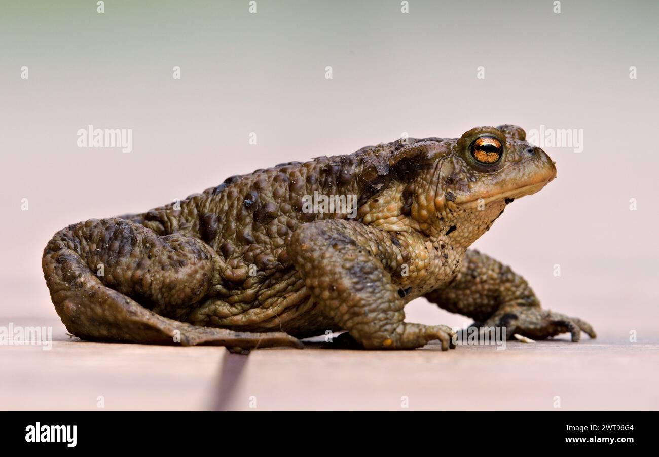 Rospo comune Bufo bufo femmina. Enorme rana dalla repubblica Ceca. Stagione degli accoppiamenti. Foto Stock